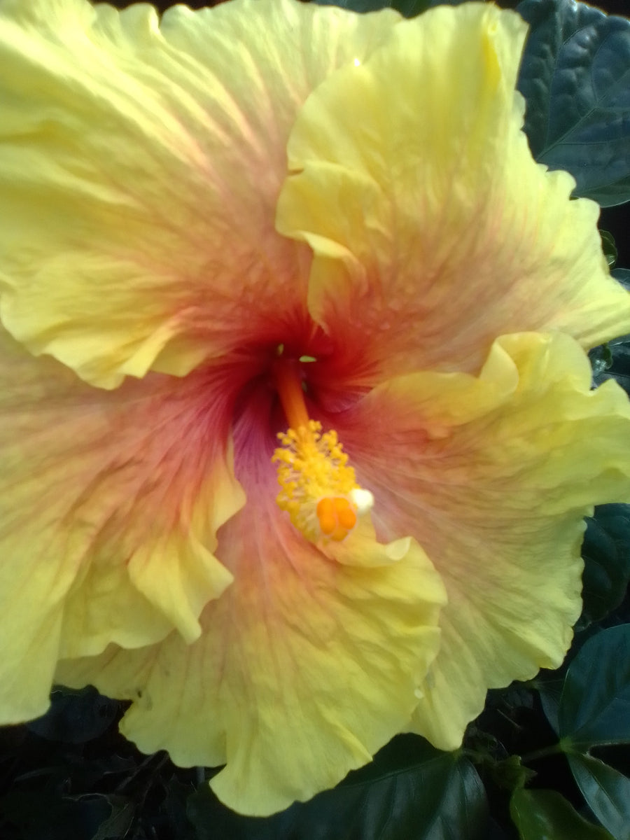 DialeD808 journal feature: Waialua's Hibiscus Lady nursery on Oahu's North Shore